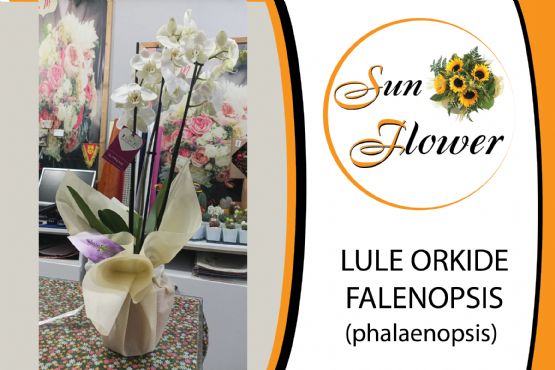 Lule Orkide me shporte nga SUN FLOWER ALBANIA